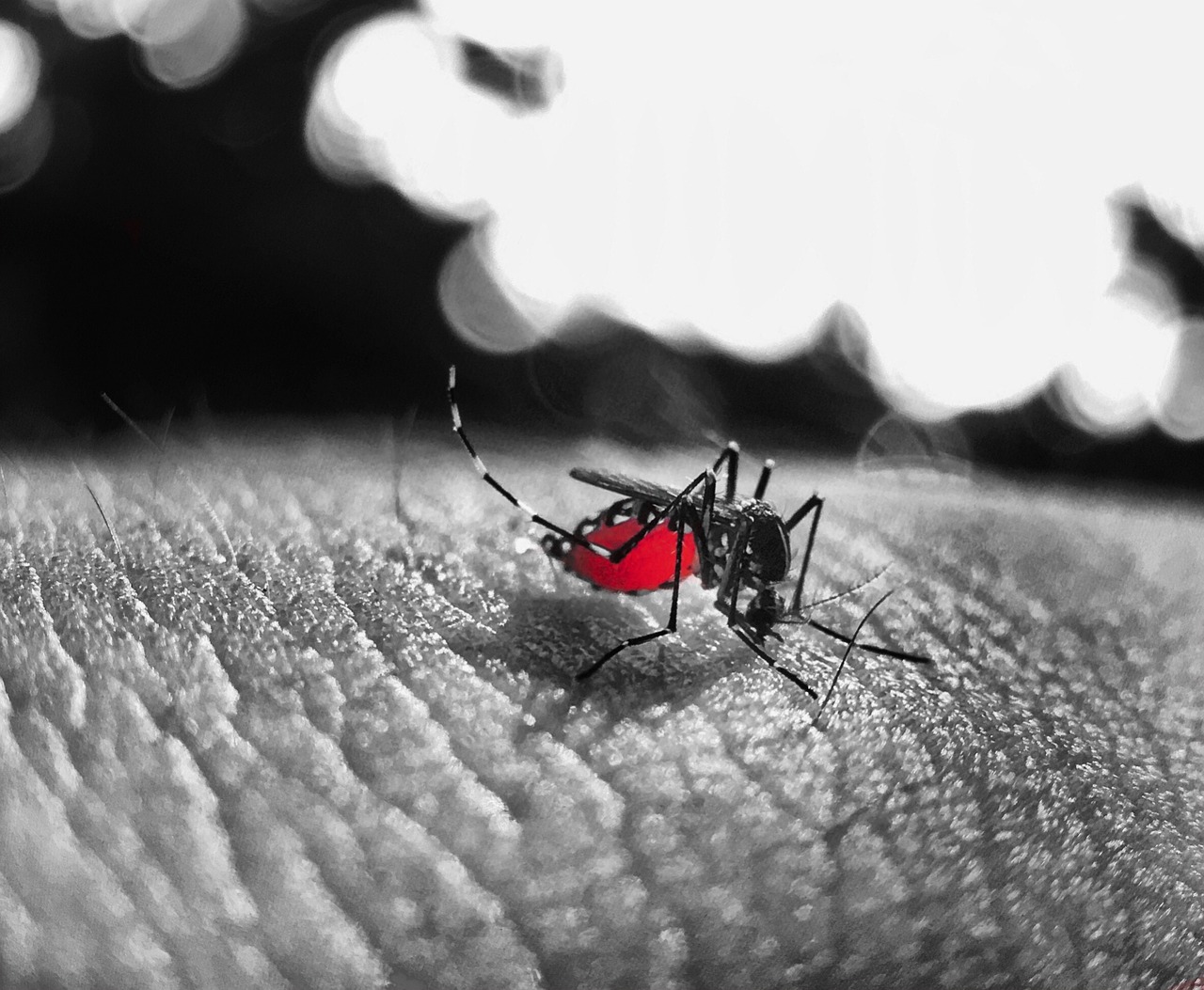 Alerta sobre sintomas de Dengue, Chikungunya e Zika em Hortolândia