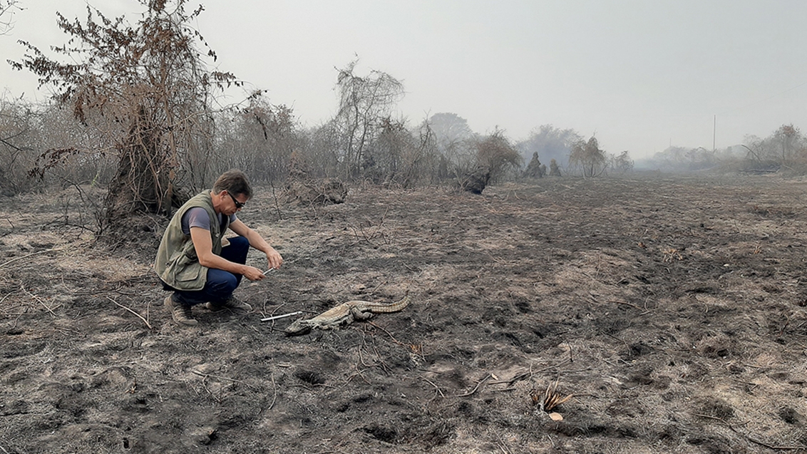 Incêndios devastam vida selvagem e desafiam resgate de Espécies ameaçadas
