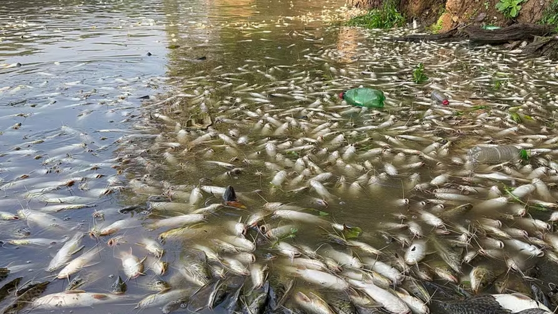 Morte de três toneladas de peixes no Rio Piracicaba gera investigação e multas severas