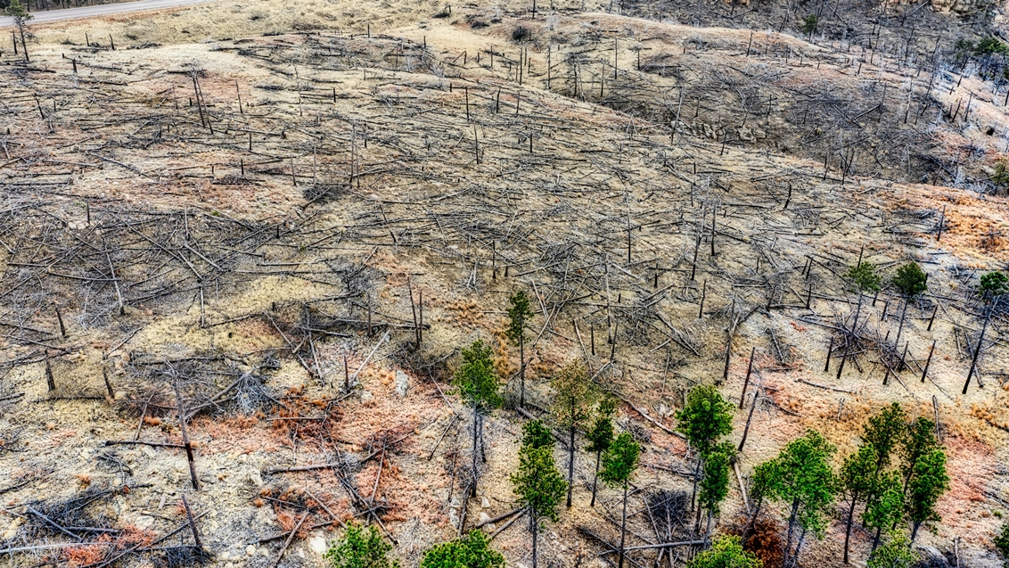 Justiça bloqueia R$ 292 milhões de pecuarista por desmatamento na Amazônia