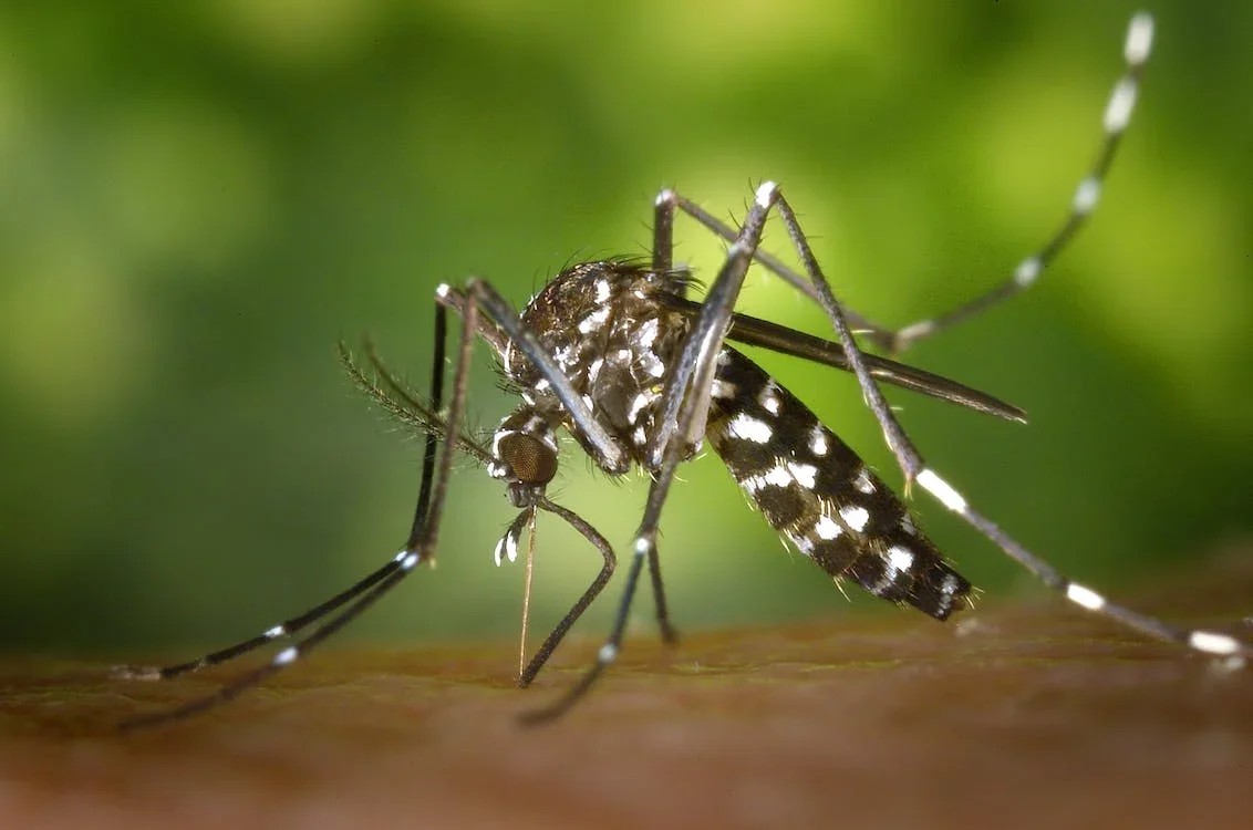 Aumento de 20% nos casos de Zika Vírus no Brasil em 2023: Região Sudeste é a mais afetada